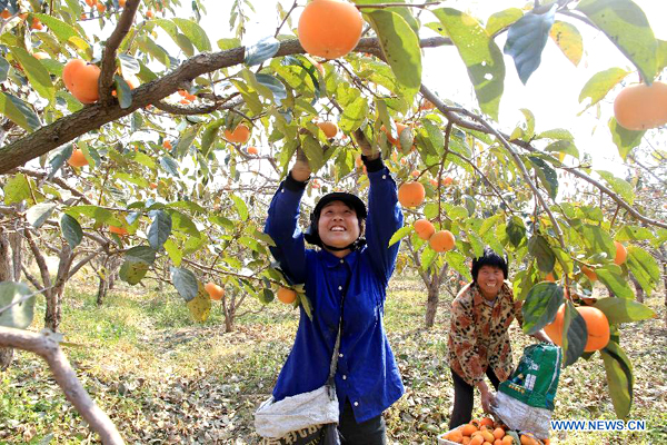 Persimmons in E China enters into harvest season