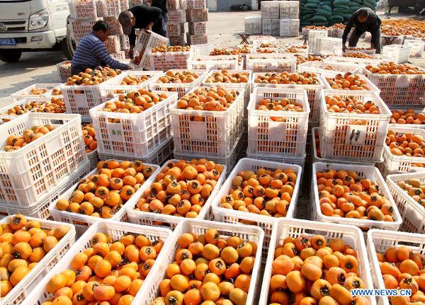 Persimmons in E China enters into harvest season
