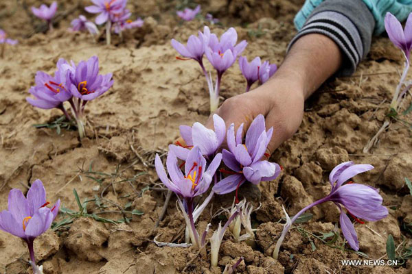 Harvesting saffron in Indian-controlled Kashmir