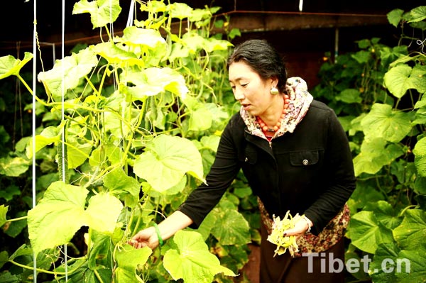 Enjoying a bumper vegetable harvest in Tibet