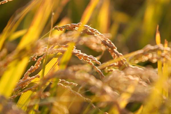 Tilling a field of dreams