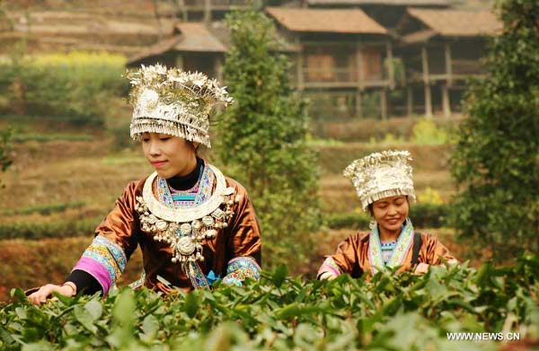SW China county starts picking tea on day of spring's beginning
