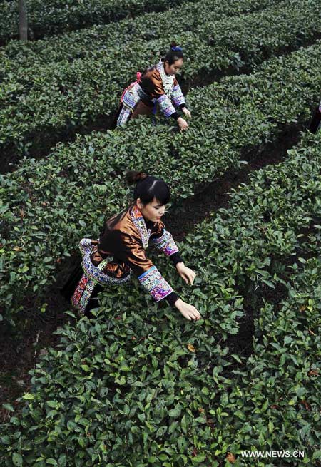 SW China county starts picking tea on day of spring's beginning