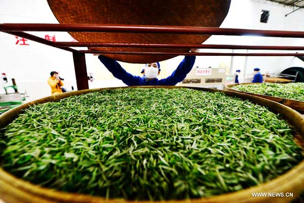 Tea growers pick 1st batch of spring tea