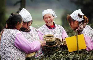 Tea growers pick 1st batch of spring tea