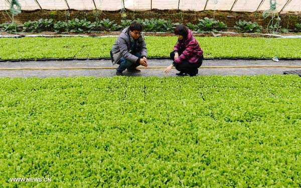 Pollution-free vegetables thrive in north China's Hebei