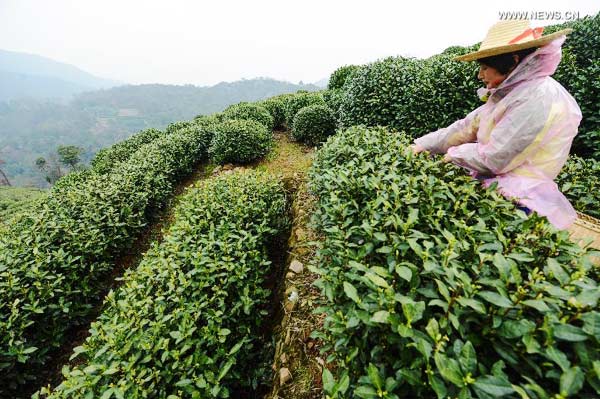 Tea garden in Hangzhou