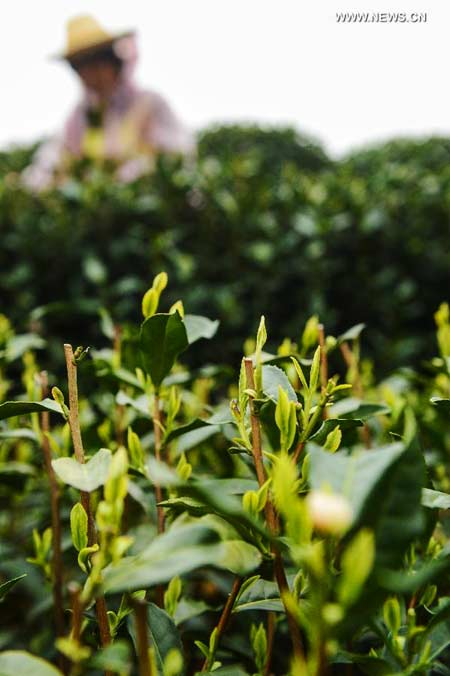 Tea garden in Hangzhou