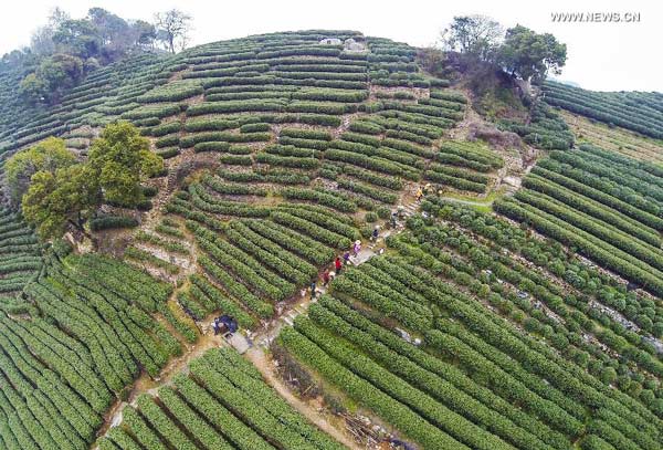 Tea garden in Hangzhou