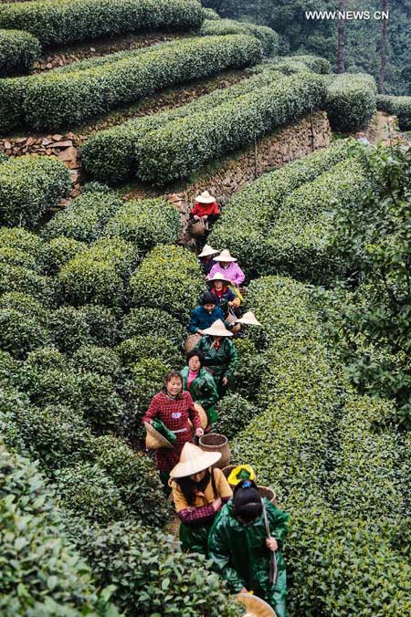 Tea garden in Hangzhou