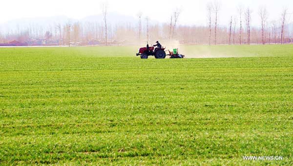 Farmers fertilize wheat as spring ploughing comes in Beijing