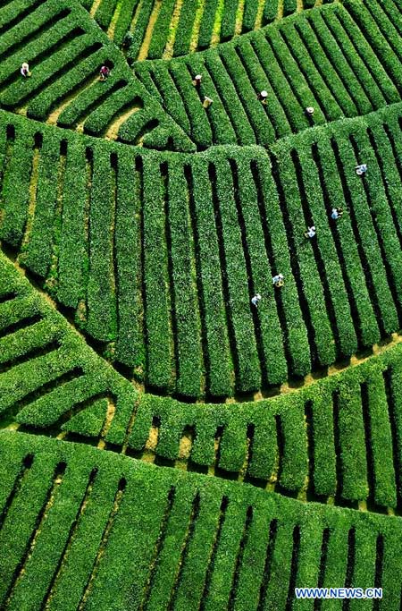 Tea fields in NW China village
