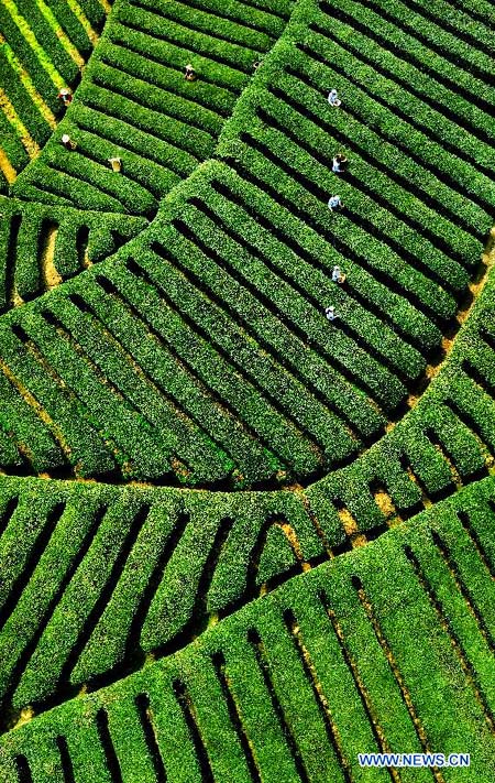 Tea fields in NW China village