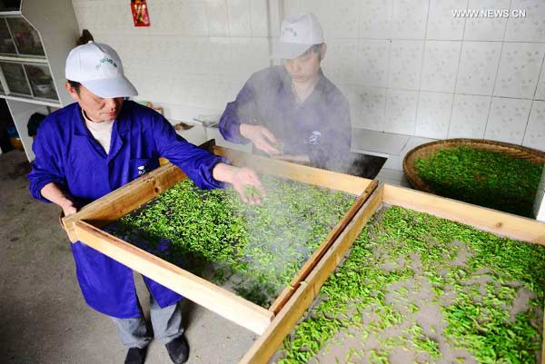Tea leaves processed at factory in central China