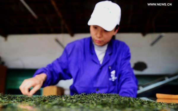 Tea leaves processed at factory in central China