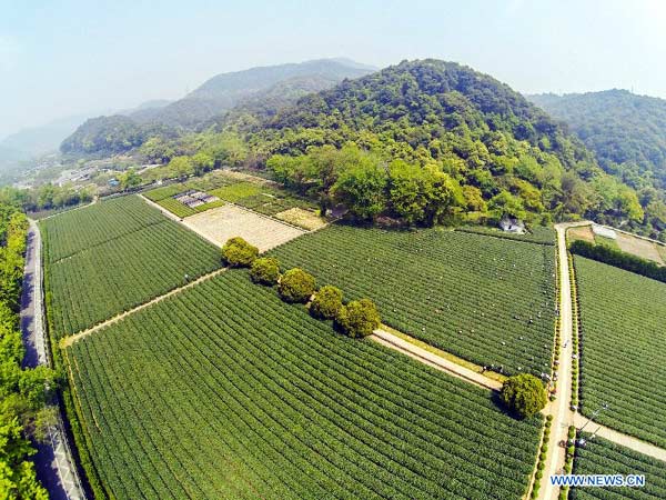 Rising temps boost output of Longjing Tea in Hangzhou