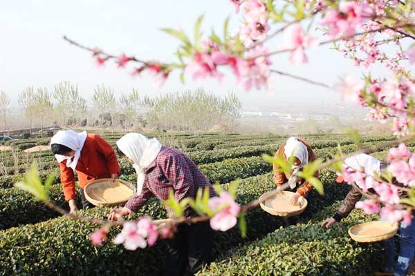 Mingqian tea in north China