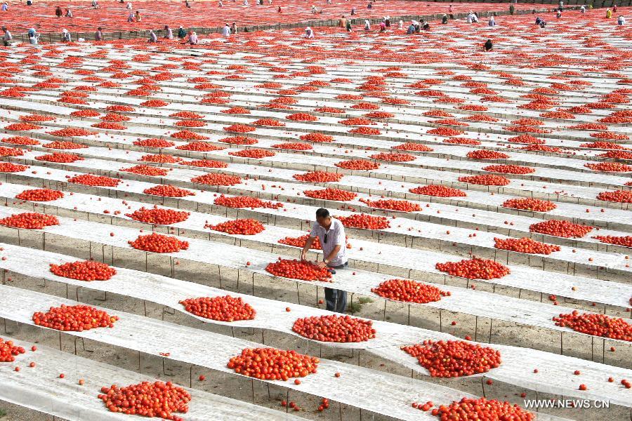 Air-dried tomatoes in Xinjiang sell well in int'l market