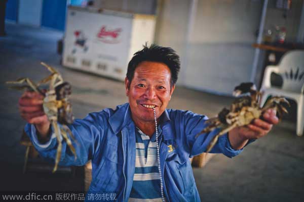 The Chinese delicacy: hairy crabs