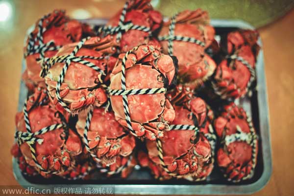 The Chinese delicacy: hairy crabs