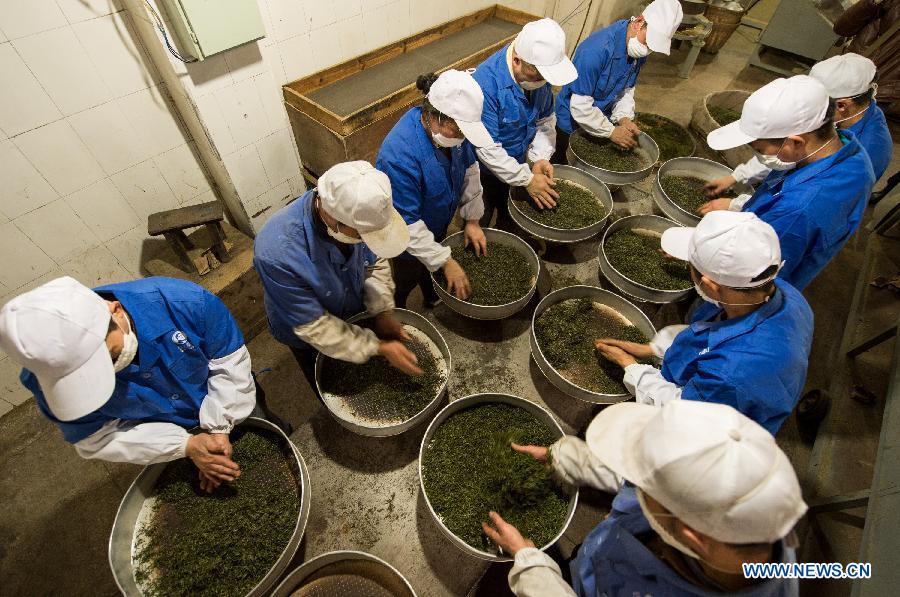 Farmers make tea before Qingming Festival