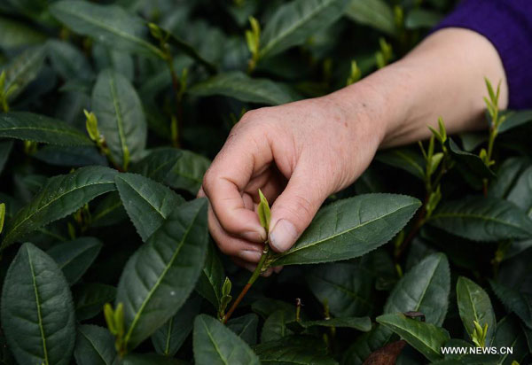 Farmers harvest West Lake Longjing tea in Hangzhou