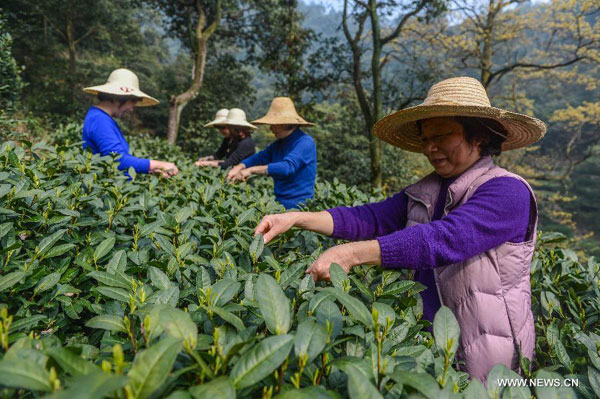 Farmers harvest West Lake Longjing tea in Hangzhou