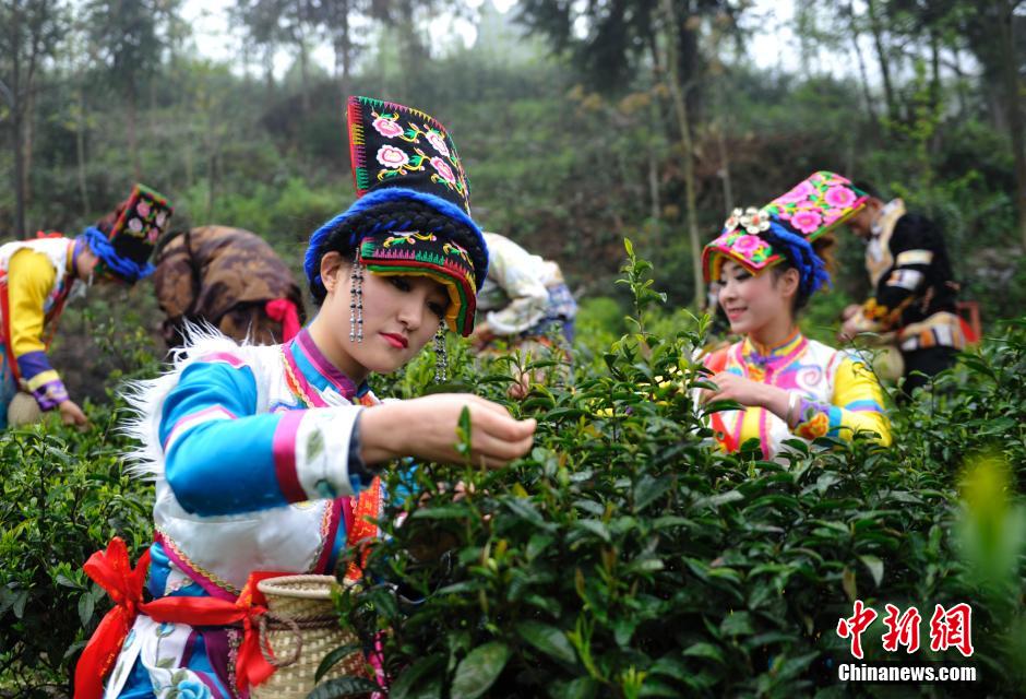 Qiang ethnic people pick spring tea leaves