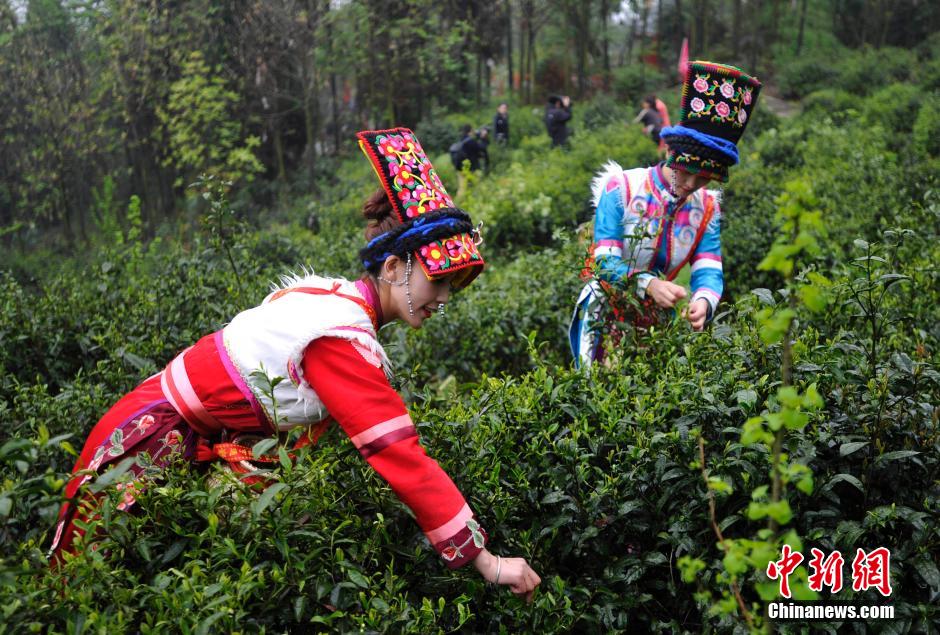 Qiang ethnic people pick spring tea leaves