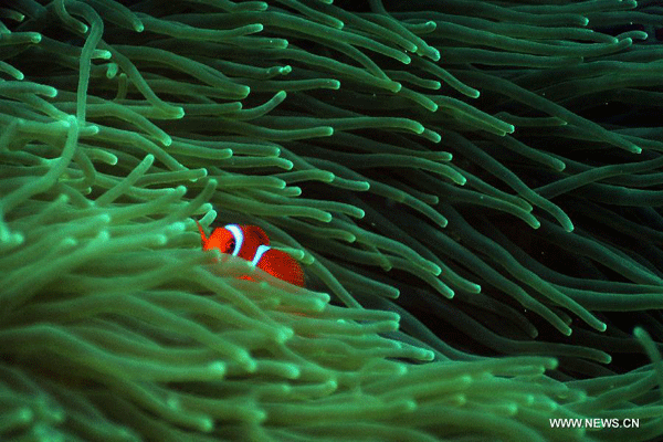 Fantastic undersea world in Indonesia
