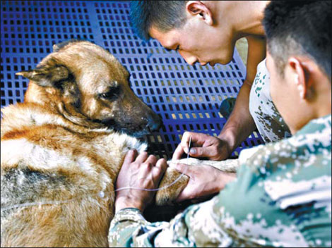 Soldier's best friend