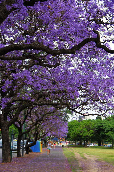 A season of purple