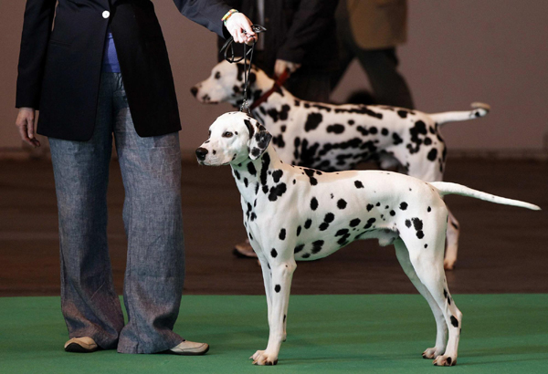 Crufts dog show