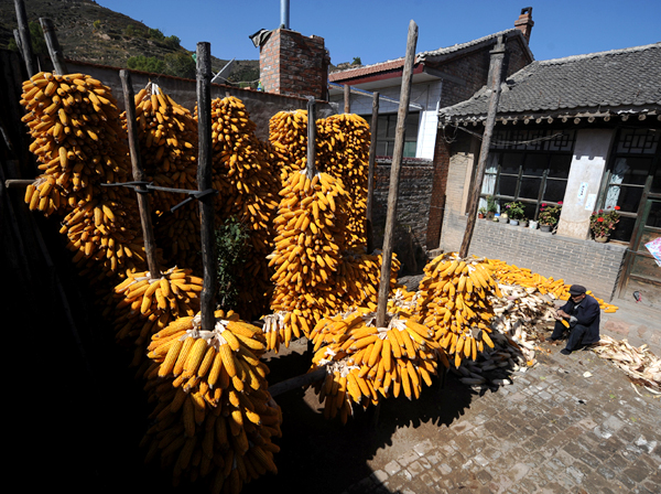 Grain output to exceed 12 bln kg in Shanxi