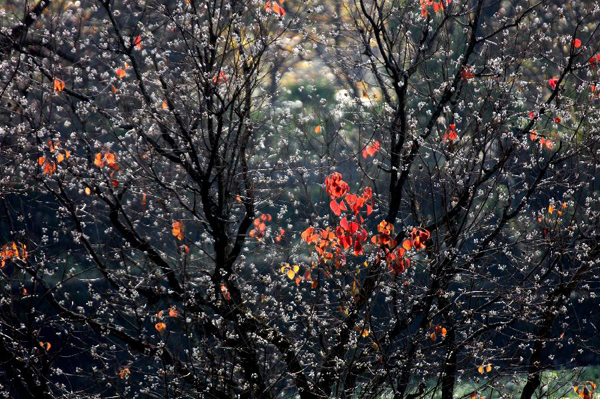 Scenery of Tachuan village, China's Anhui