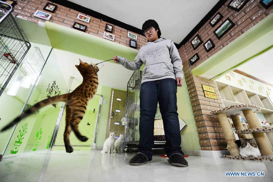 Cat-themed coffee bar opens in Harbin