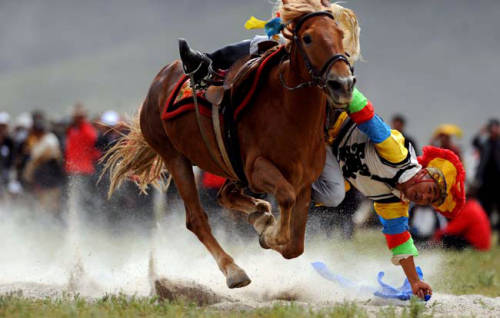 Outlook bright for China's horses