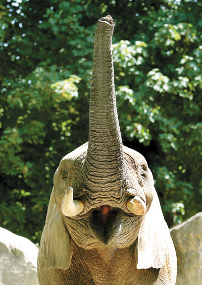 The nose knows: Elephants have strongest sense of smell