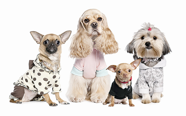 Winter warmers for pets