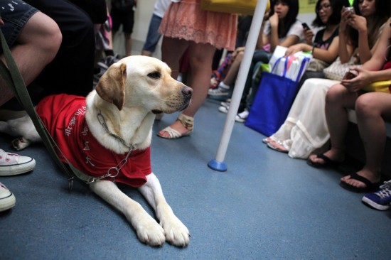 Beijing subway soon to welcome guide dogs