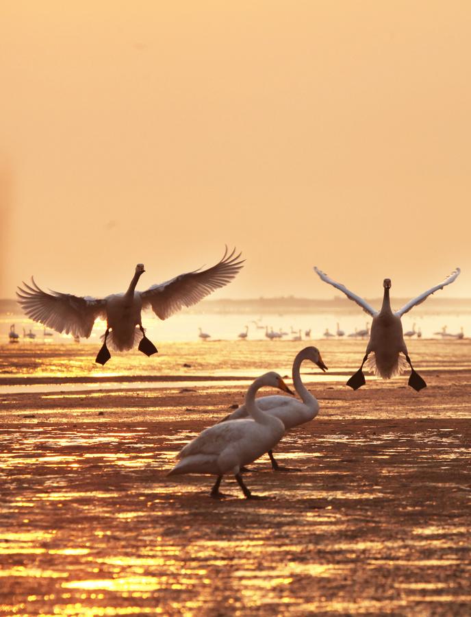 Whooper swans head back after spending winter in Weihai
