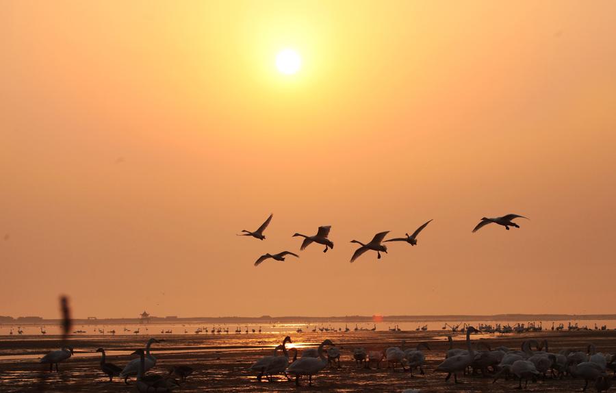 Whooper swans head back after spending winter in Weihai