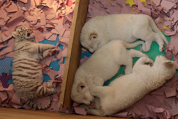 Lion cubs born in Mexico