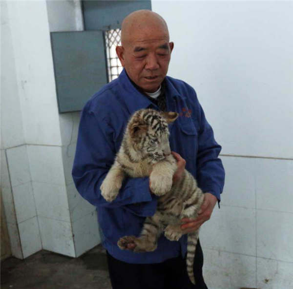 Taiyuan Zoo sets up 'white tiger kindergarten'[6