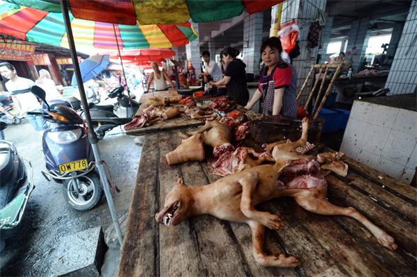 Time to view dog meat issue differently