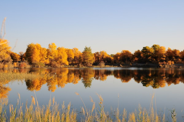 Populus euphratica in Luntai county: the most beautiful trees both in appearance and spirits