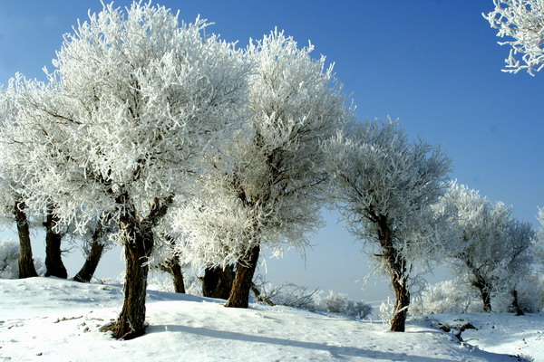 Populus euphratica in Luntai county: the most beautiful trees both in appearance and spirits