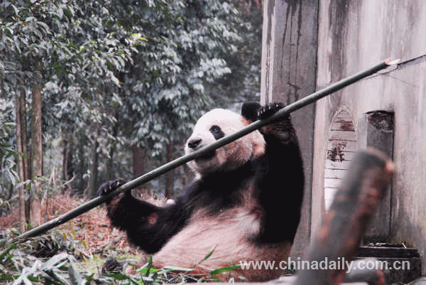 Animated photos of giant panda|Odd|