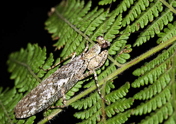 Mantises and dragonflies in Zhong Ming's insects world