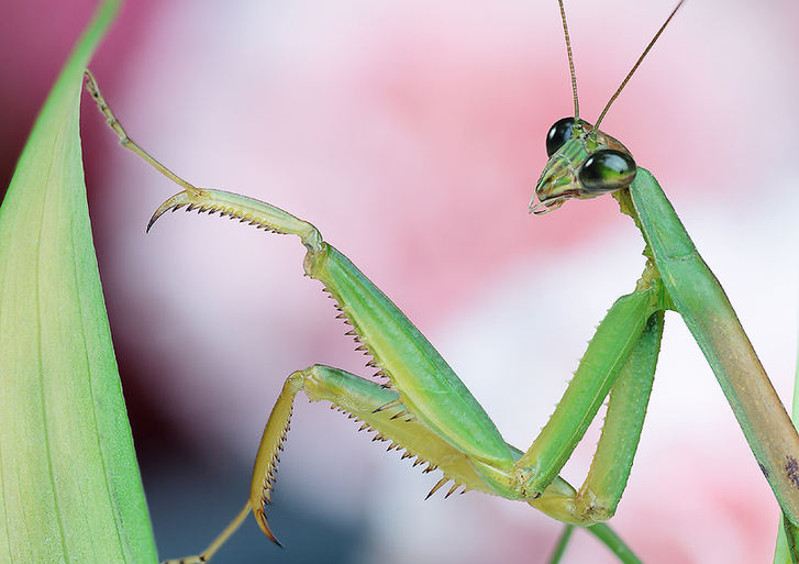 Mantises and dragonflies in Zhong Ming's insects world